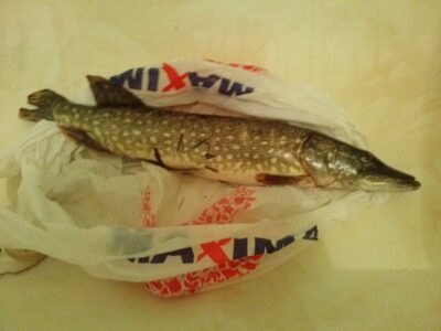 Northern Pike, 2.0 kg — Laukžemių