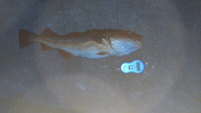 Atlantic cod, 1.9 kg — North Sea