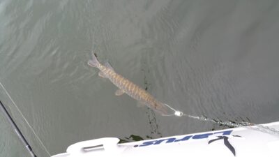 Northern Pike, 0.9 kg — Vilkokšnis