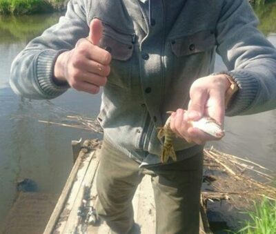 Northern Pike, 0.2 kg — Шешупе