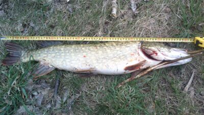 Northern Pike, 2.8 kg — Glaudžių