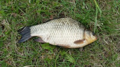 Crucian carp, 0.4 kg