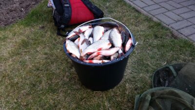 Roach, 0.2 kg — Minija