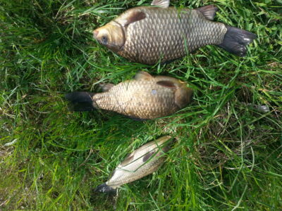 Prussian carp ×3 — Petraičių