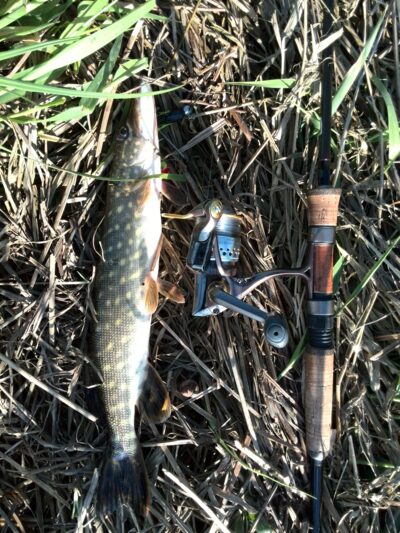 Northern Pike — Neman River