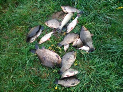 Crucian carp