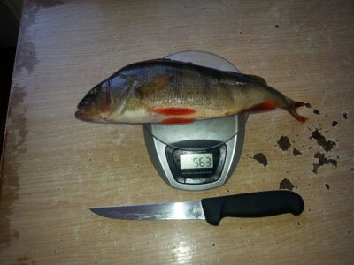 Eurasian perch, 0.6 kg — Šventoji