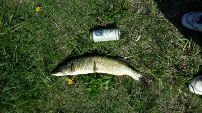 Northern Pike, 1.7 kg — Mielaičių