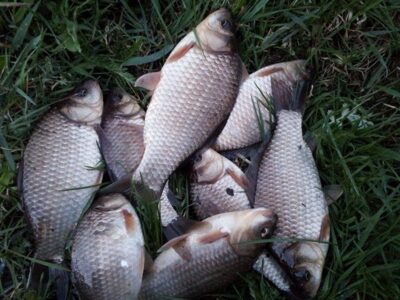 Prussian carp ×10 — Grigiškių