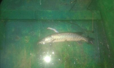 Northern Pike — Šventoji