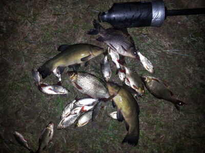 Tench