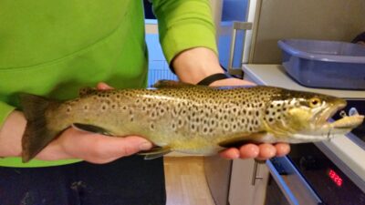 Brown Trout, 0.9 kg — Elliðavatn