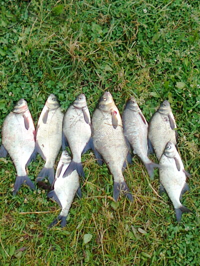 Carp bream ×8