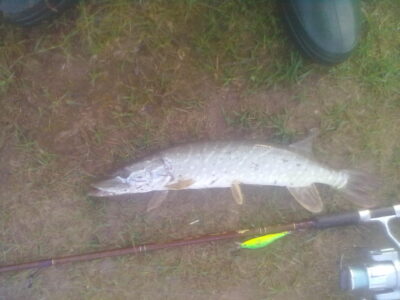 Northern Pike ×2