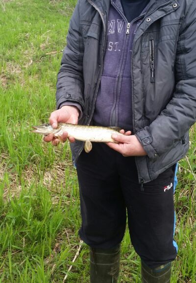 Northern Pike — Šventoji