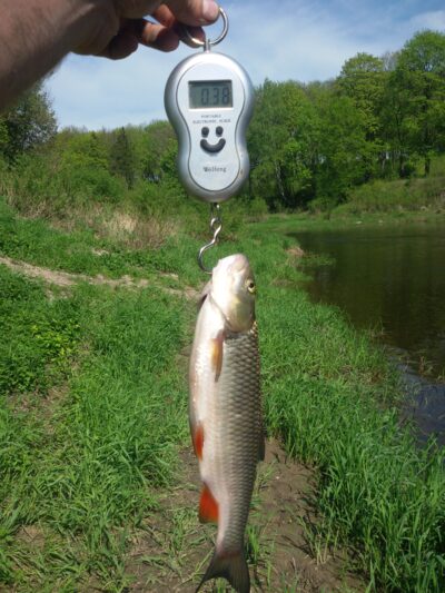 chub, 0.4 kg — Nevėžis