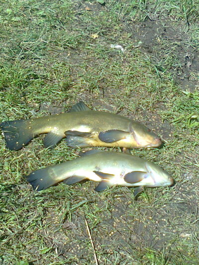 Tench ×2