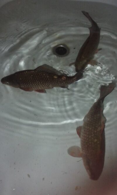 Crucian carp ×3 — Ašmintos