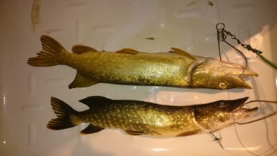 Northern Pike ×2