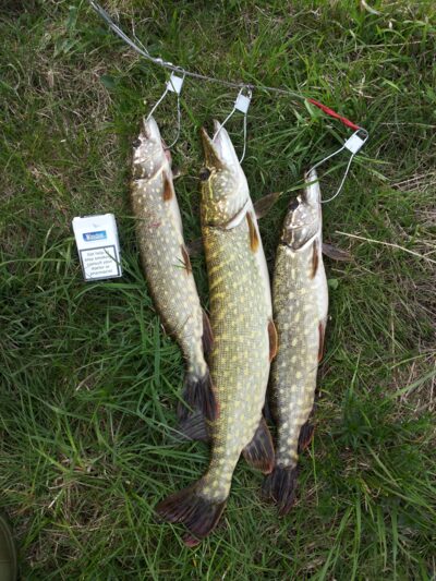 Northern Pike ×3 — Elektrėnai reservoir
