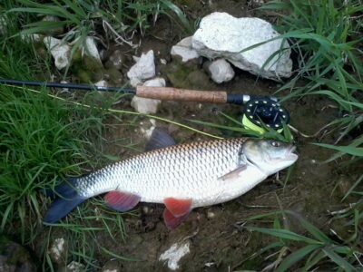 chub, 1.5 kg — Mūša
