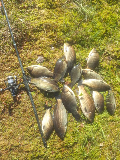 Crucian carp ×14