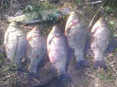Prussian carp ×5 — Rūdaičių