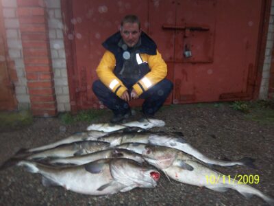 Atlantic cod, 12.0 kg