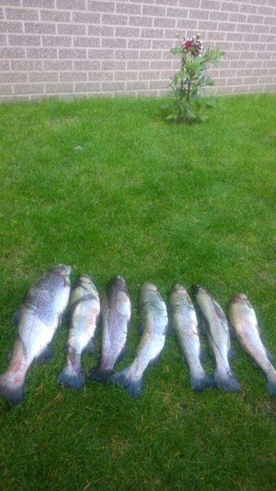 Ocean Trout, 5.0 kg