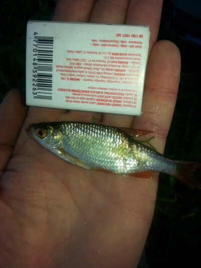 Roach