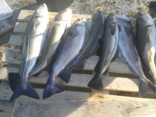 Atlantic cod
