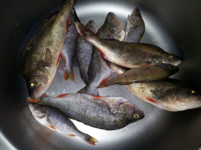 Eurasian perch ×10