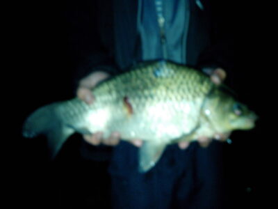 Carp bream, 2.8 kg