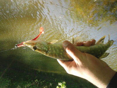 Northern Pike — Neris River