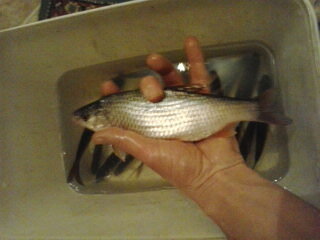 Roach