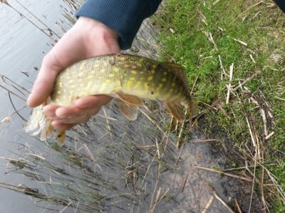 Northern Pike, 0.4 kg — Bubių