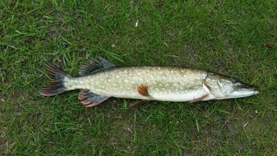 Northern Pike — Sidabravo