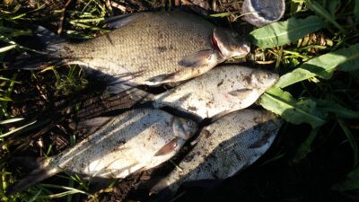 Carp bream ×4 — Neman River