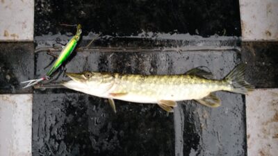 Northern Pike
