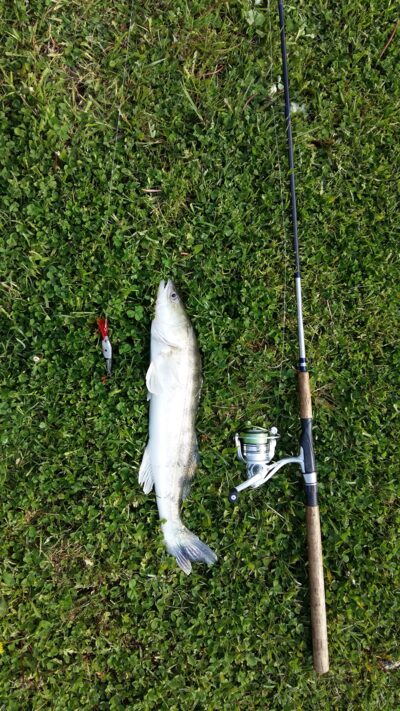 Wels catfish, 3.0 kg