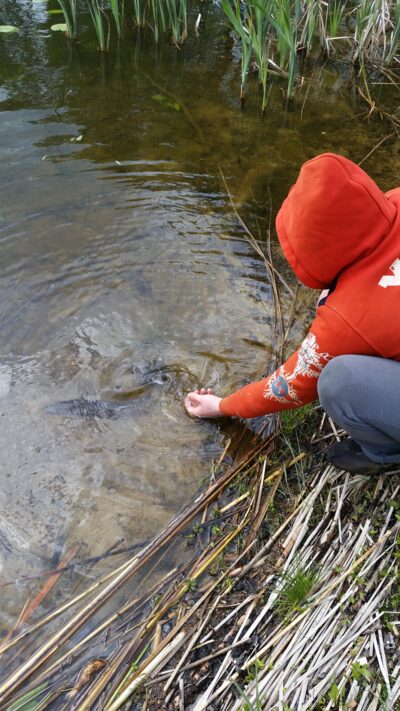 Northern Pike, 0.5 kg — Spalis