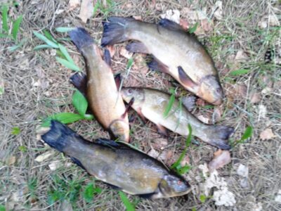 Tench ×4 — Pailgis
