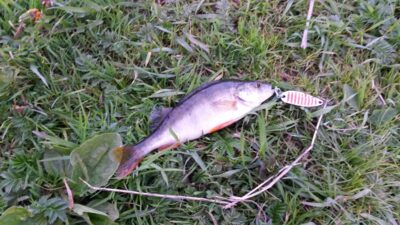Eurasian perch — Neris River