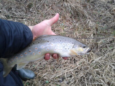 Brown Trout — Siesartis