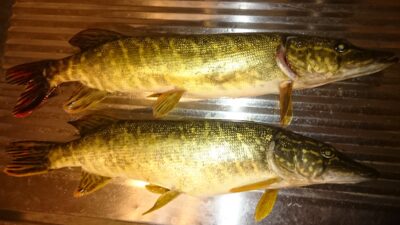 Northern Pike ×2 — Klaipėdos