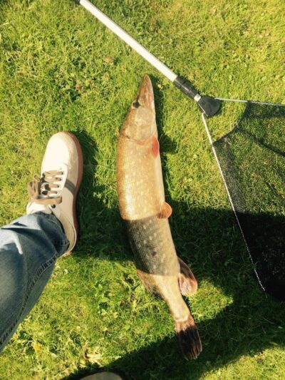 Northern Pike, 2.8 kg