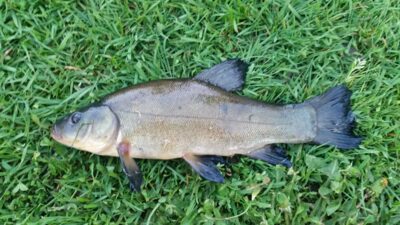 Tench, 0.4 kg