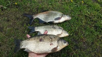 Prussian carp ×2 — Sidabravo