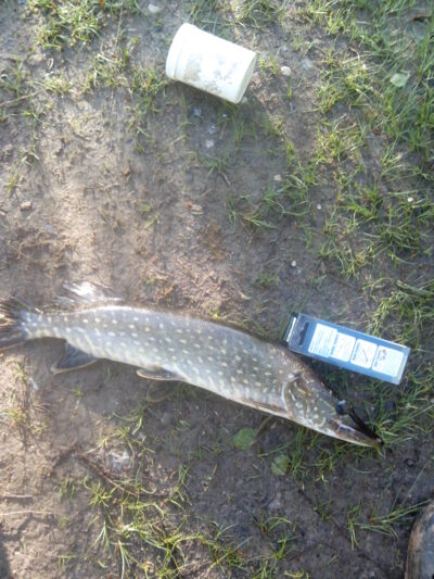 Northern Pike, 1.5 kg