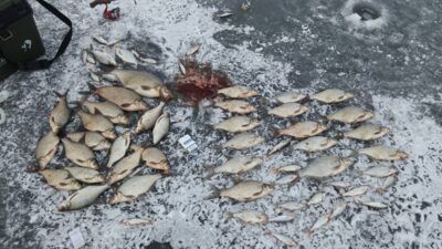 Carp bream
